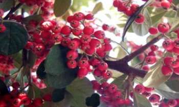 Puzzle 657 - Baies rouges