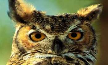 Puzzle 665 - Hibou