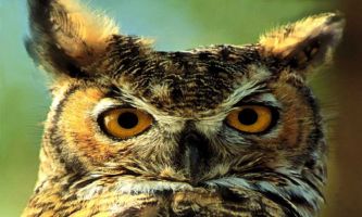 Puzzle Hibou