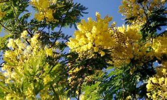 Puzzle Mimosa