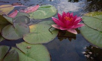 Puzzle Nénuphar