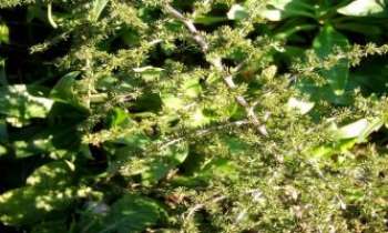 Puzzle 677 - Verdure