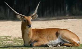 Puzzle 684 - Gazelle