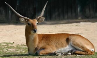 Puzzle Gazelle