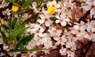 Puzzle Prunier en fleurs