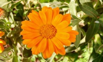 Puzzle Marguerite double
