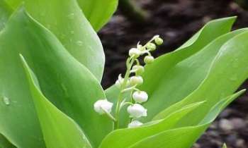 Puzzle 725 - Brin de Muguet
