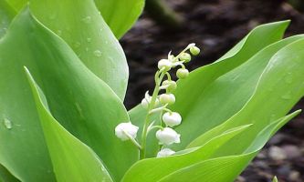 Puzzle Brin de Muguet