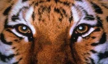 Puzzle 730 - Face de tigre