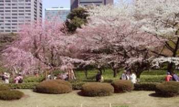 Puzzle 740 - Cerisiers - Japon