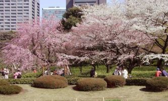 Puzzle Cerisiers - Japon