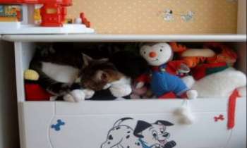 Puzzle 746 - Chat Jouet
