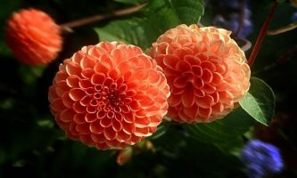 Puzzle Pompons