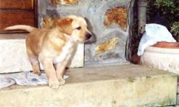 Puzzle 773 - Bébé Labrador