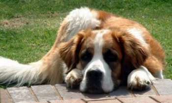 Puzzle 831 - St-Bernard