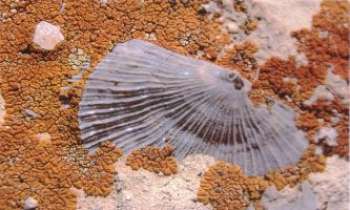 Puzzle 820 - Coquillage fossile
