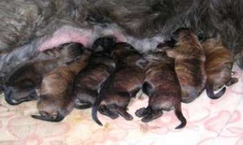 Puzzle 836 - Chiots Catalans