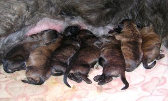 Puzzle Chiots Catalans