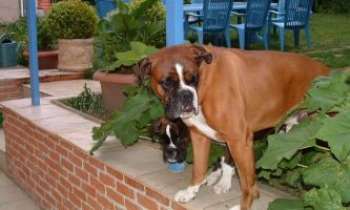 Puzzle 843 - Boxer