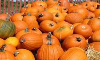 Puzzle Récolte de Citrouilles