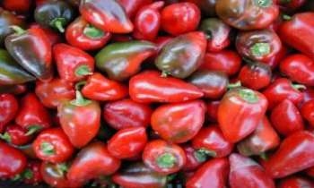 Puzzle 875 - Piments