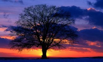 Puzzle Contre-jour