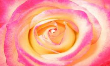 Puzzle 884 - Rose