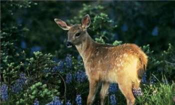 Puzzle 889 - Petit faon