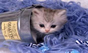 Puzzle 912 - Chaton
