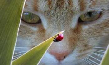 Puzzle 921 - Chat et coccinelle