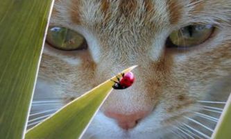 Puzzle Chat et coccinelle