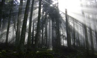 Puzzle Forêt d'Auvergne