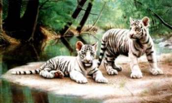 Puzzle 941 - Tigres blancs