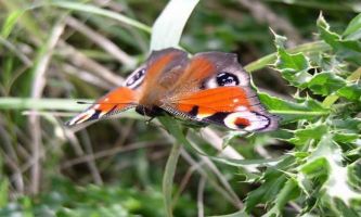 Puzzle Papillon_02