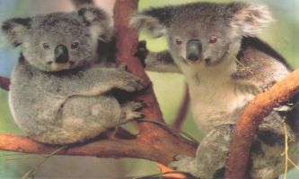 Puzzle Koalas