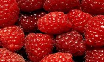 Puzzle 960 - Framboises