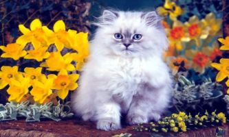 Puzzle Printemps et chat