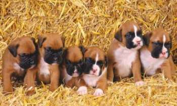 Puzzle 981 - Boxers chiots