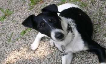 Puzzle 1025 - Fox-terrier