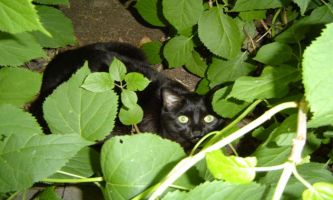Puzzle Minou