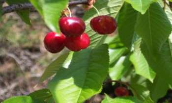 Puzzle 999 - Arbre fruitier