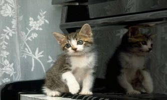 Puzzle Leçon de piano pour chat