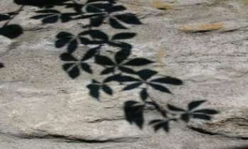 Puzzle 1017 - Feuilles de pierre