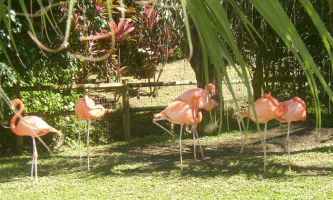 Puzzle flamants roses