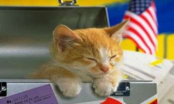 Puzzle 1021 - Chat au travail