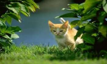 Puzzle 1040 - Chaton dans les feuilles