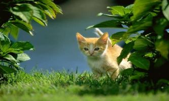 Puzzle Chaton dans les feuilles