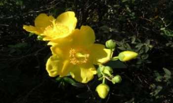 Puzzle 1051 - Fleurs jaunes