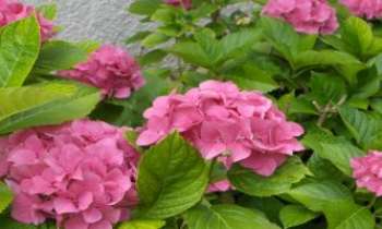 Puzzle 1058 - Hortensias