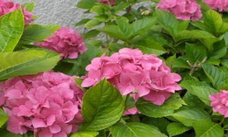 Puzzle Hortensias